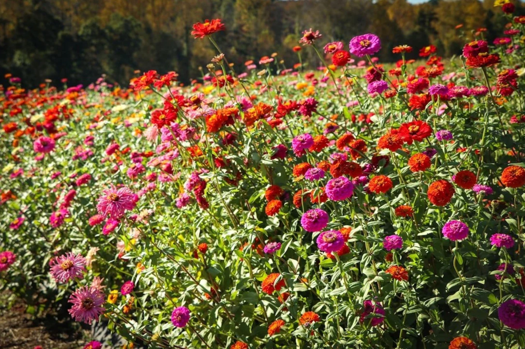 Field of red, pink, and orange zinnias in bloom at Kosmo Farm, Richmond, Vermont