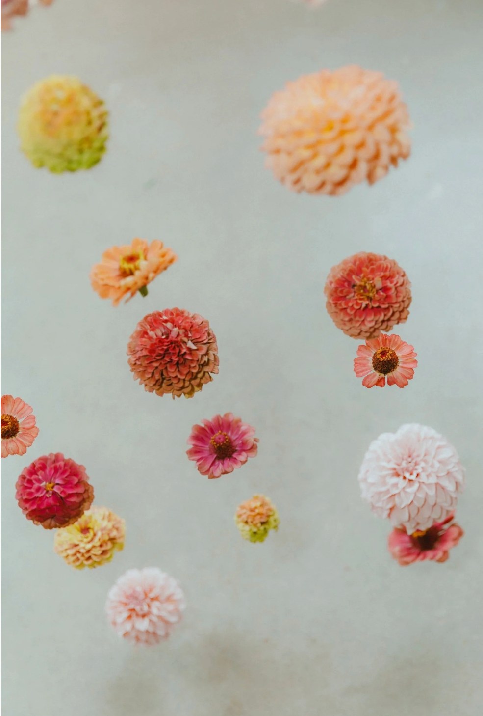 Peach and pink zinnia and dahlia blooms grown at Kosmo Farm floating on pale water
